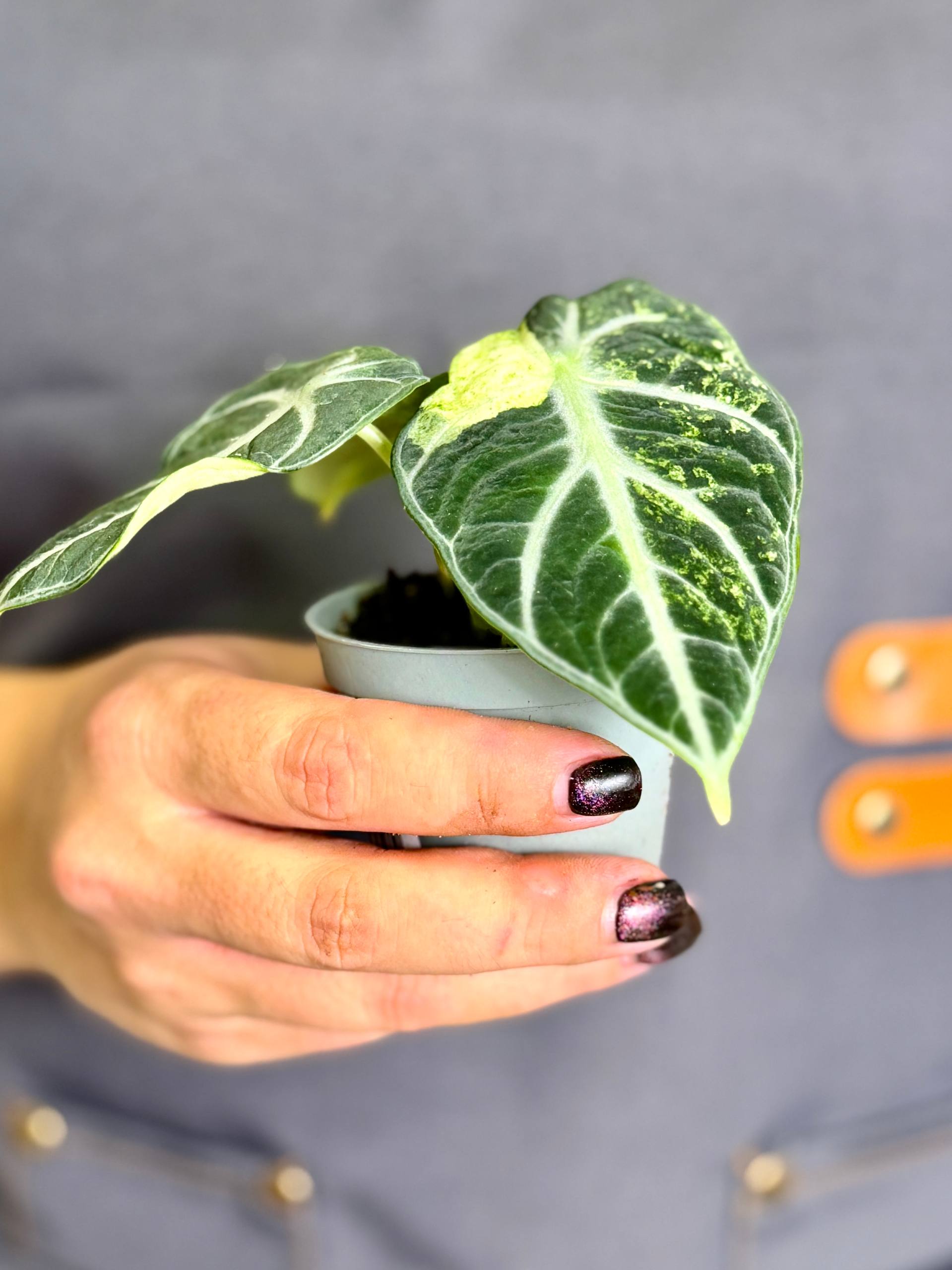 Алоказия Ниндзя Альба Вариегатная (Alocasia Ninja Alba Variegated) D9см