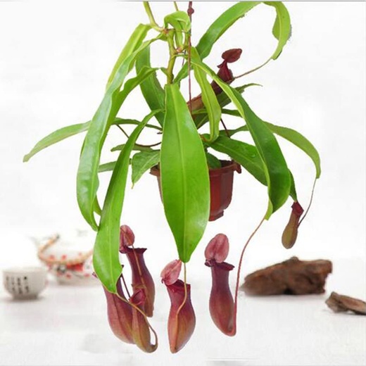 Непентес Вентрата (Nepenthes Ventrata) D14см в подвесном кашпо