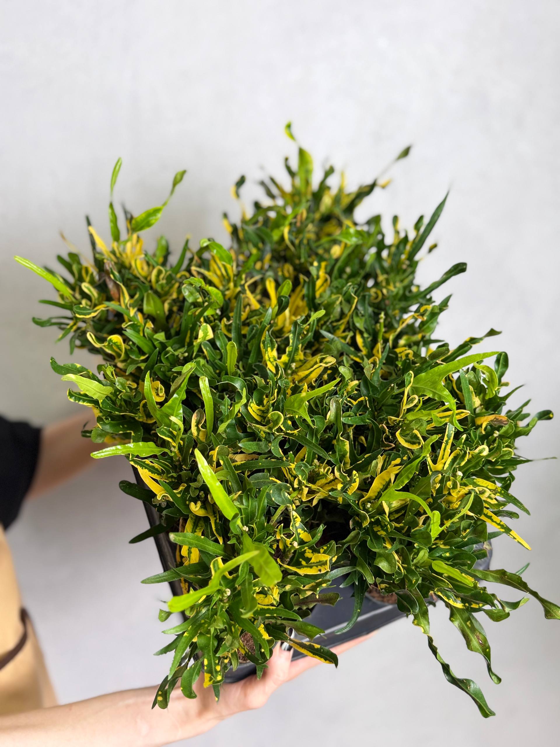 Кодиеум Пигтейл (Codiaeum Pigtail) D7см