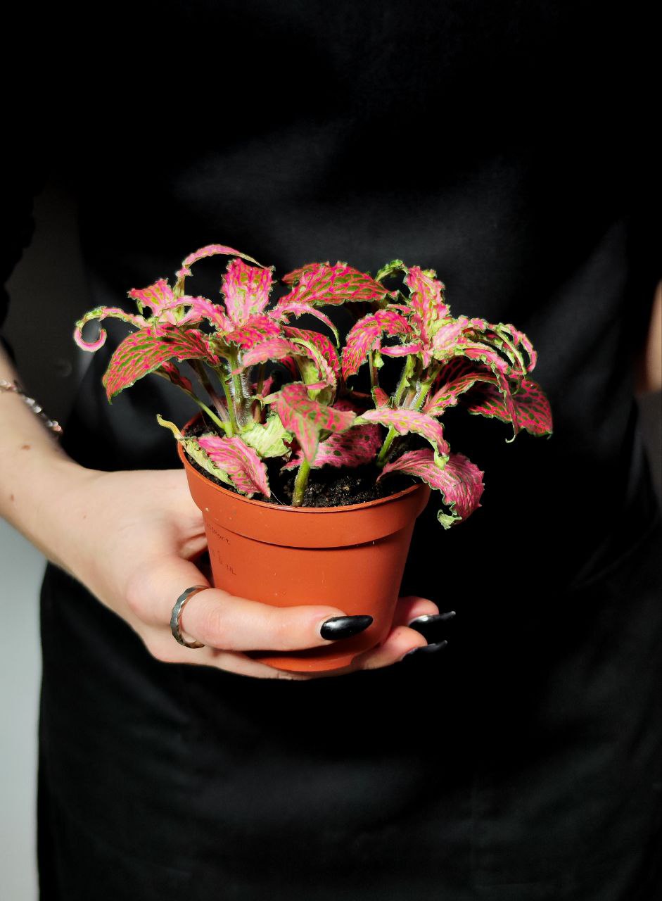 Фиттония Ред Тигр (Fittonia Red Tiger) D8,5см