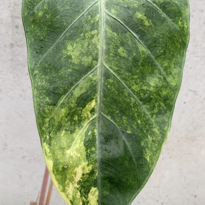 Алоказия Пинк Драгон Вариегатная Ауреа (Alocasia Pink Dragon Variegated Aurea) D6см
