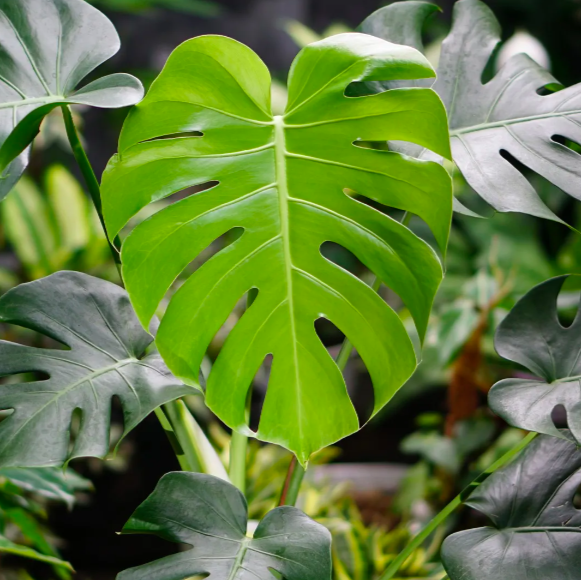 Монстера Деликатесная, или Монстера Делициоза (Monstera Deliciosa) D6см
