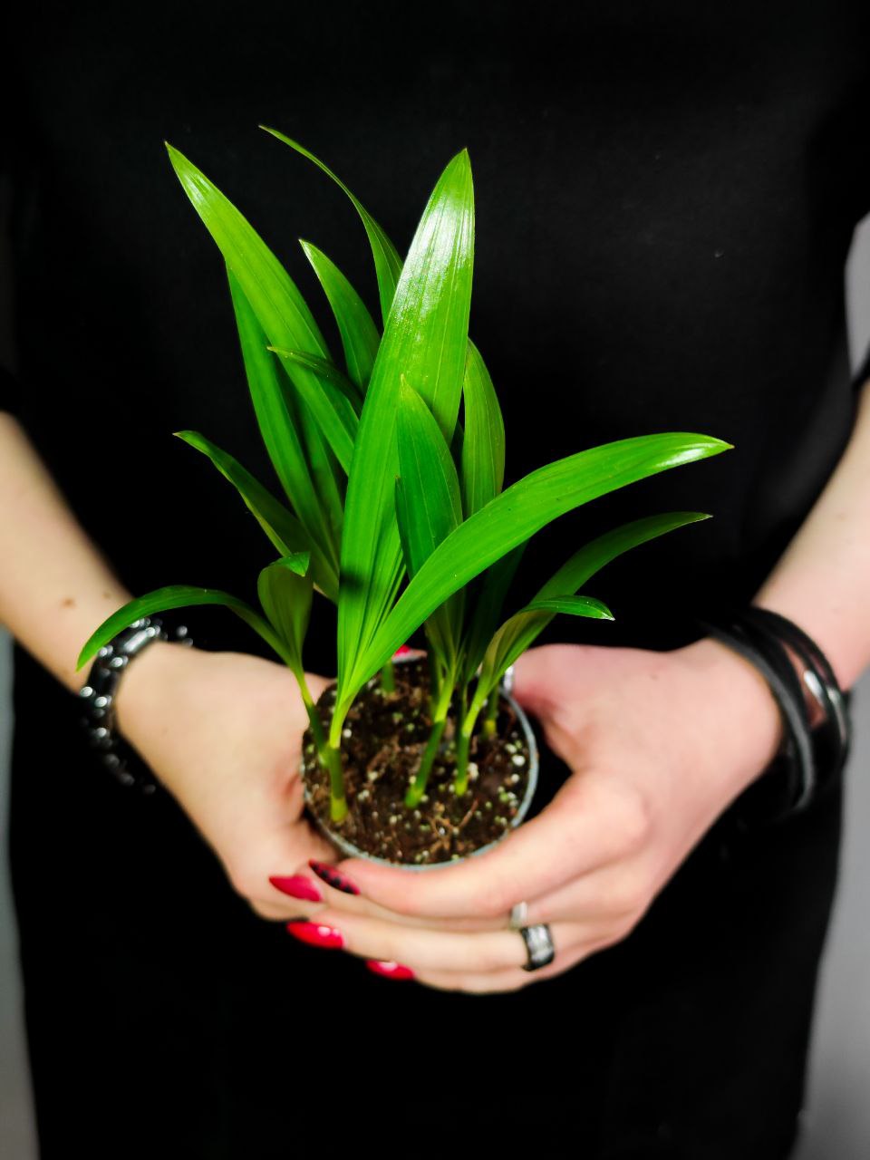 Пальма Дипсис Желтоватый (Dypsis Lutescens) D6см