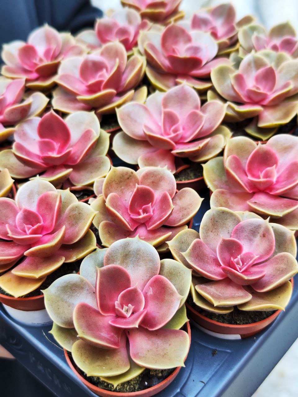 Эхеверия Мэджик Ред (Echeveria Magic Red) D5см