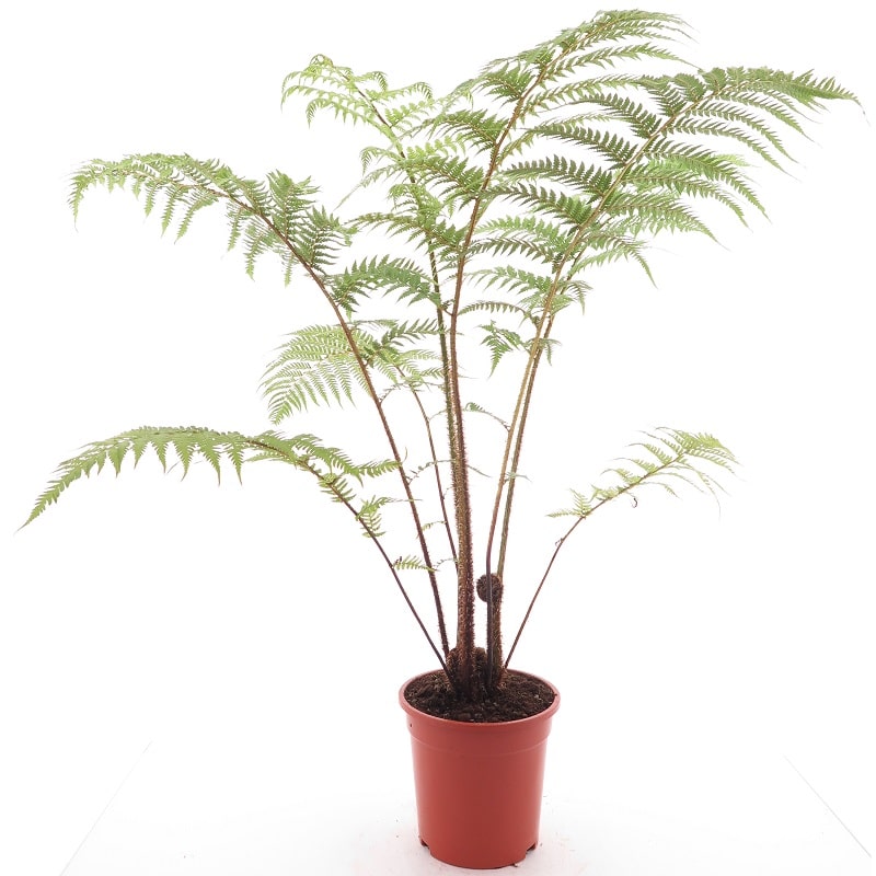 Папоротник Циатея Купера (Cyathea Cooperii) D12см