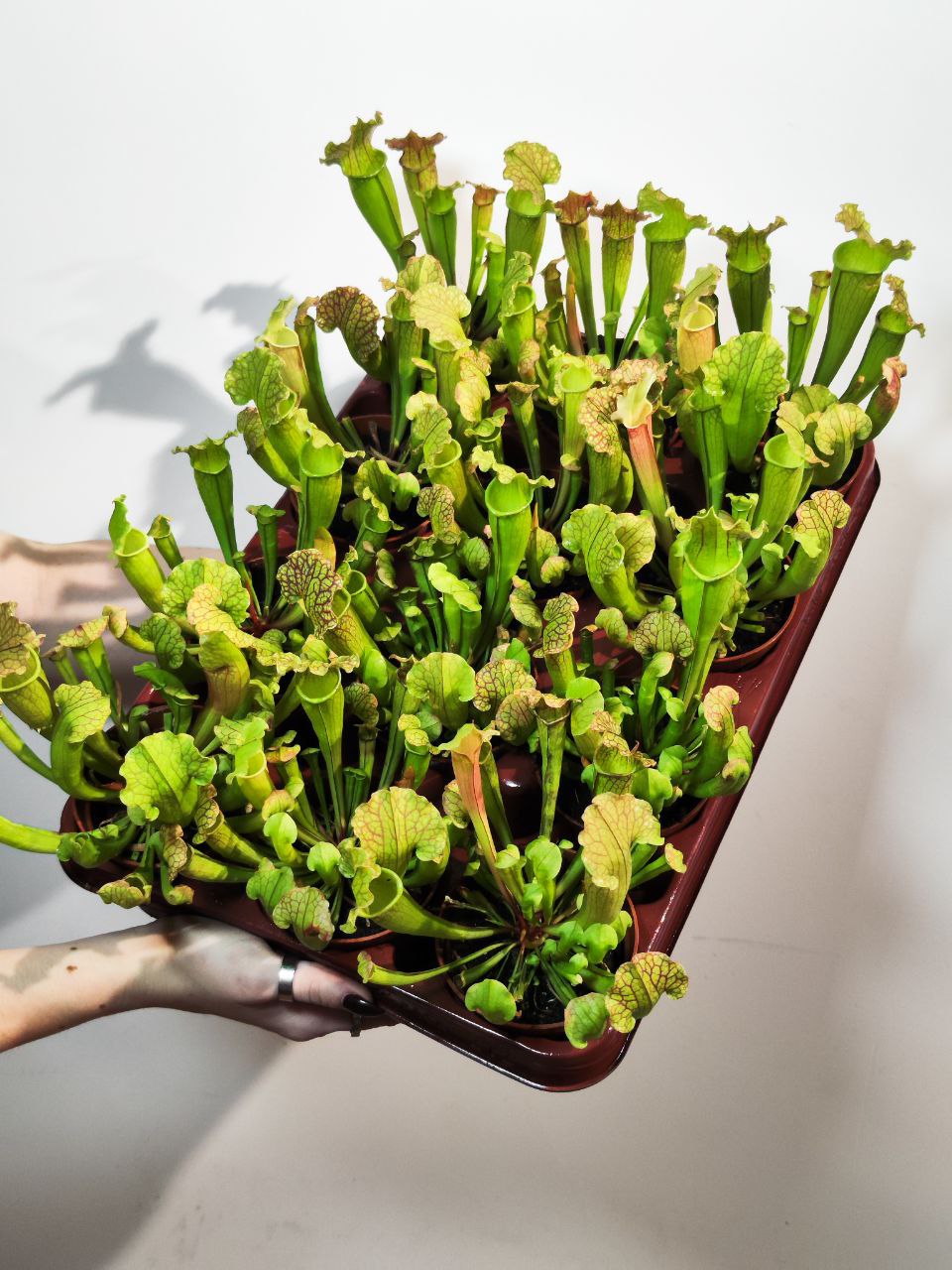 Саррацения Лейкофилла Компакта (Sarracenia Leucophylla Compacta) D9см