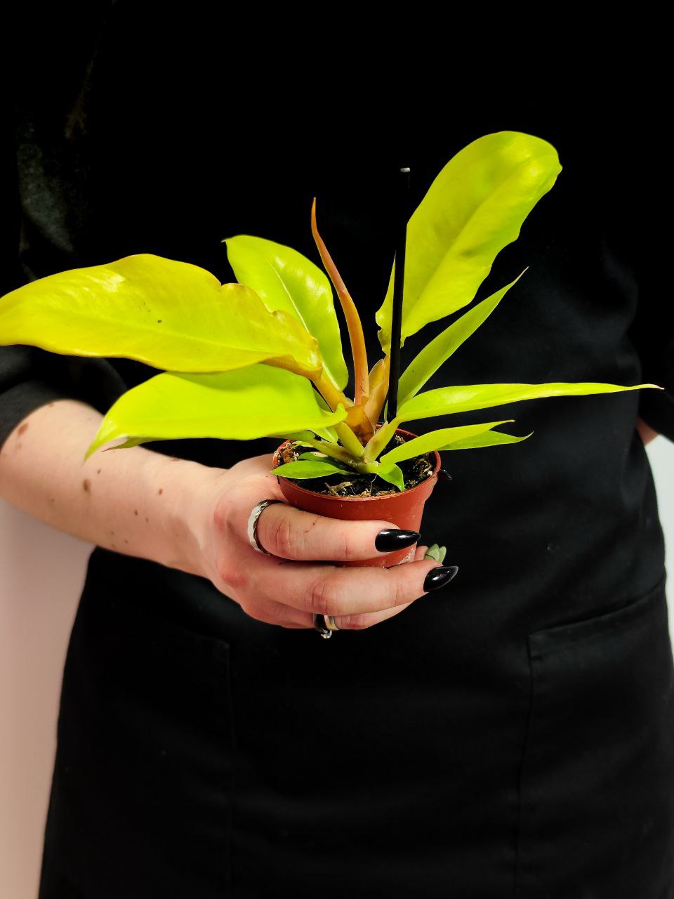 Филодендрон Голден Крокодил (Philodendron Golden Crocodile) D6см