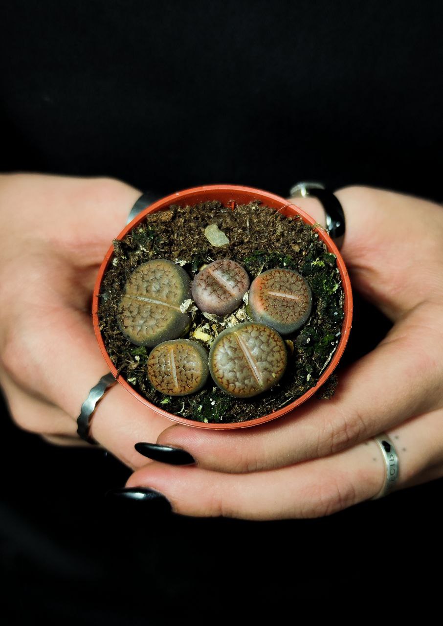 Буро - Коричневые Литопсы Аукамп (Lithops Aucampiae) D5см