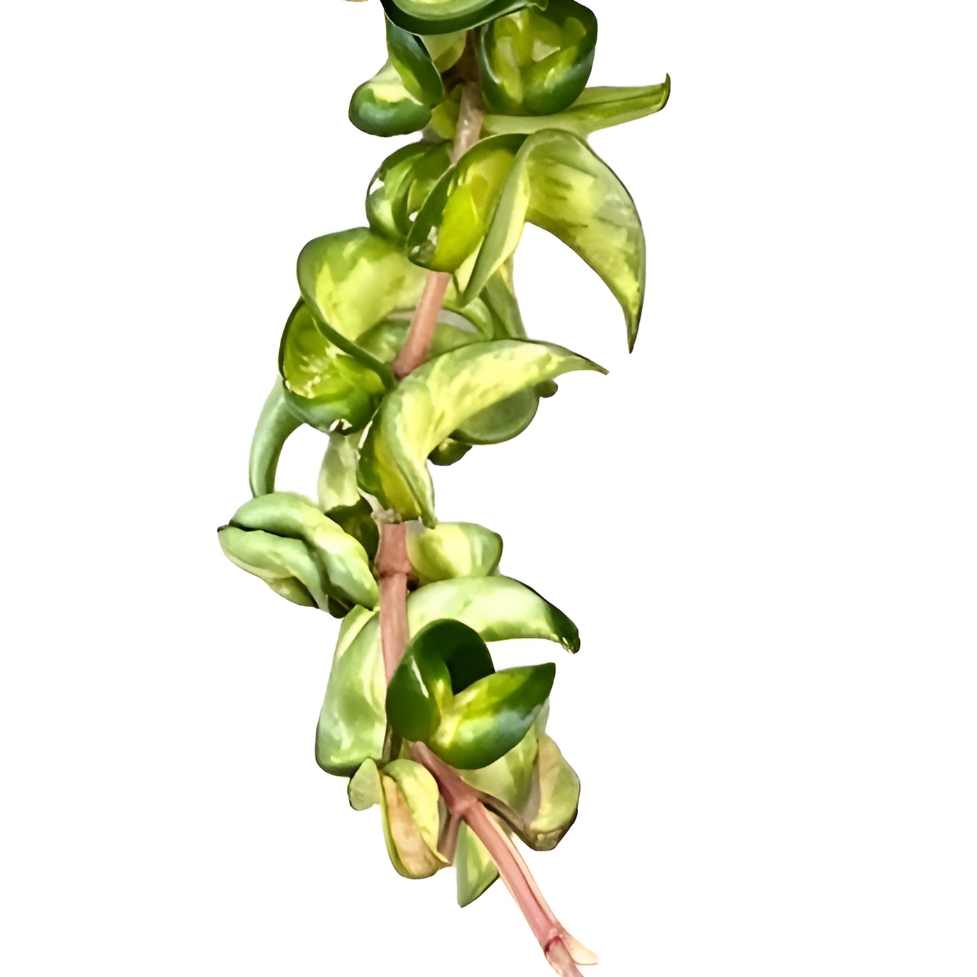 Хойя Компакта Вариегатная  (Hoya Carnosa Compacta Variegata) D10см