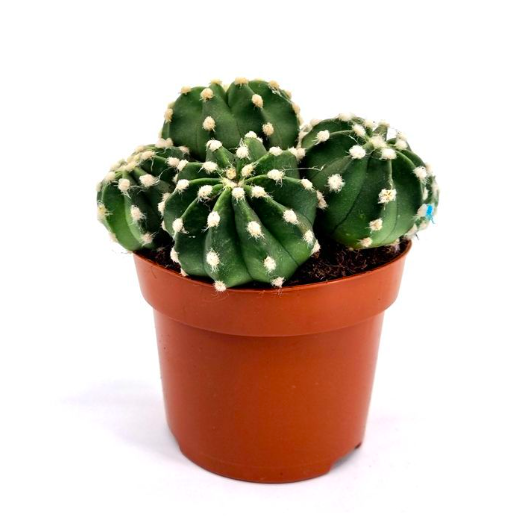 Кактус Эхинопсис Денудатум Груп (Echinopsis Denudatum Group) D5см