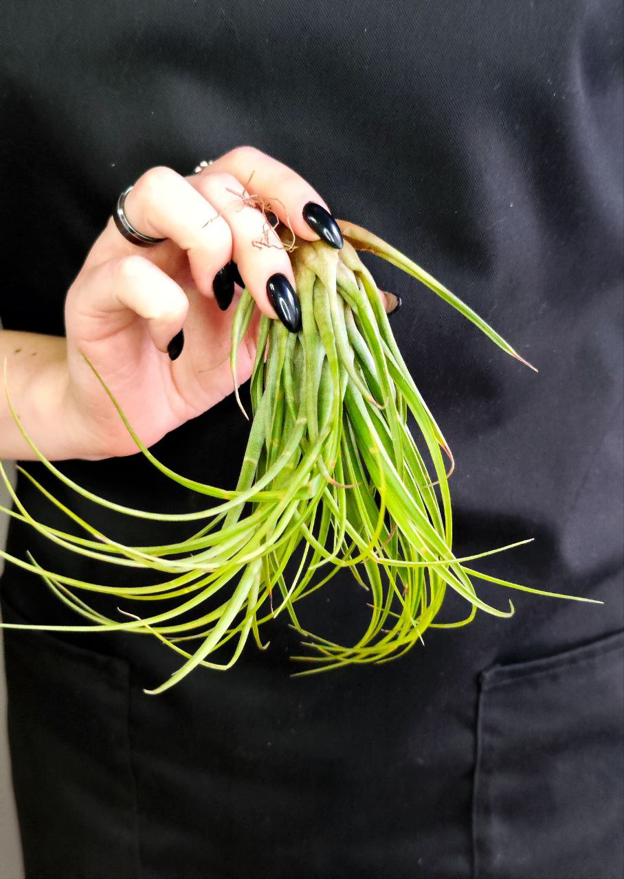 Тилландсия Меланократер Грин (Tillandsia Melanocrater Green)