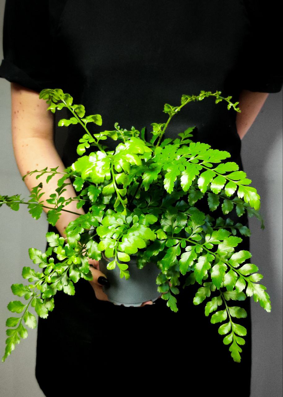 Папоротник Асплениум Парвати (Asplenium Dimorphum Parvati) D11см