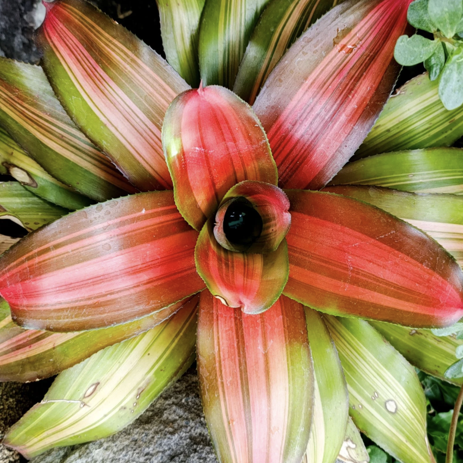 Неорегелия Фредди (Neoregelia Freddie) D12см
