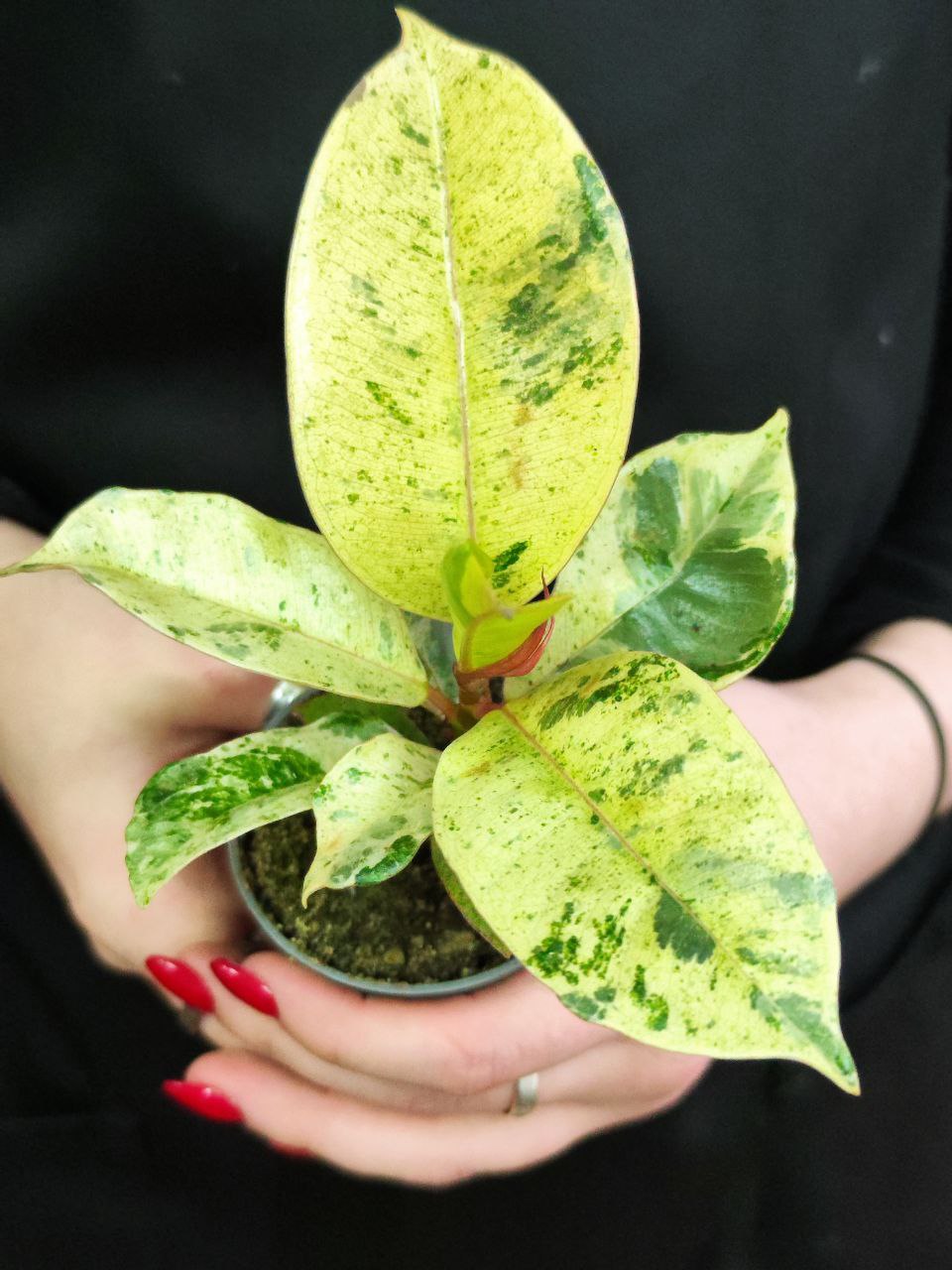 Фикус Эластика Шривериана (Ficus Elastica Shivereana) D6см