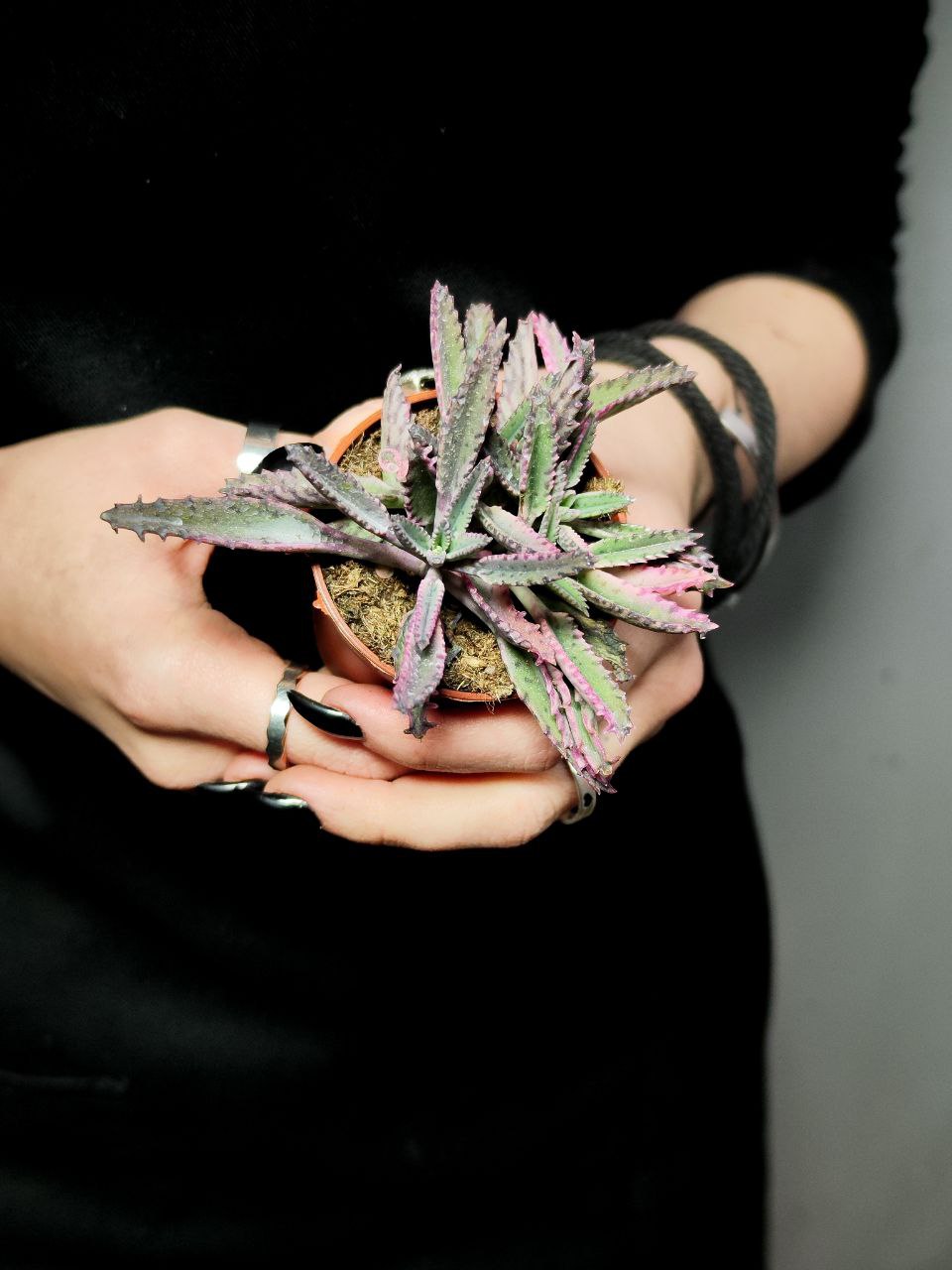 Каланхоэ Розовые Бабочки (Kalanchoe Pink Butterfly) D5см