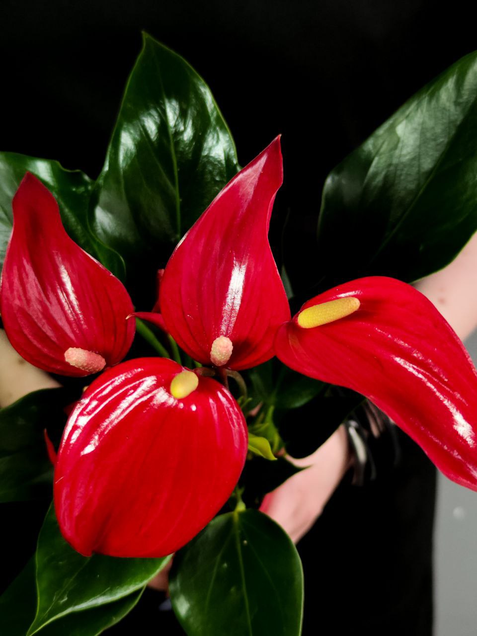 Антуриум Лилли Ред (Anthurium Lilli Red) D9см