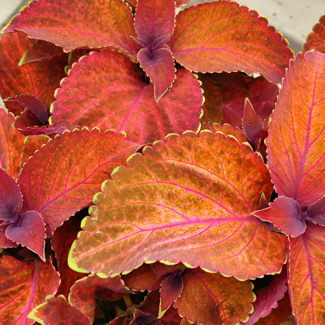 Колеус Визард Сансет (Coleus Wizard Sunset) D6см