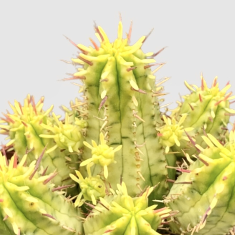 Эуфорбия Аггрегата Вариегата (Euphorbia Aggregata Variegata) D6,5см