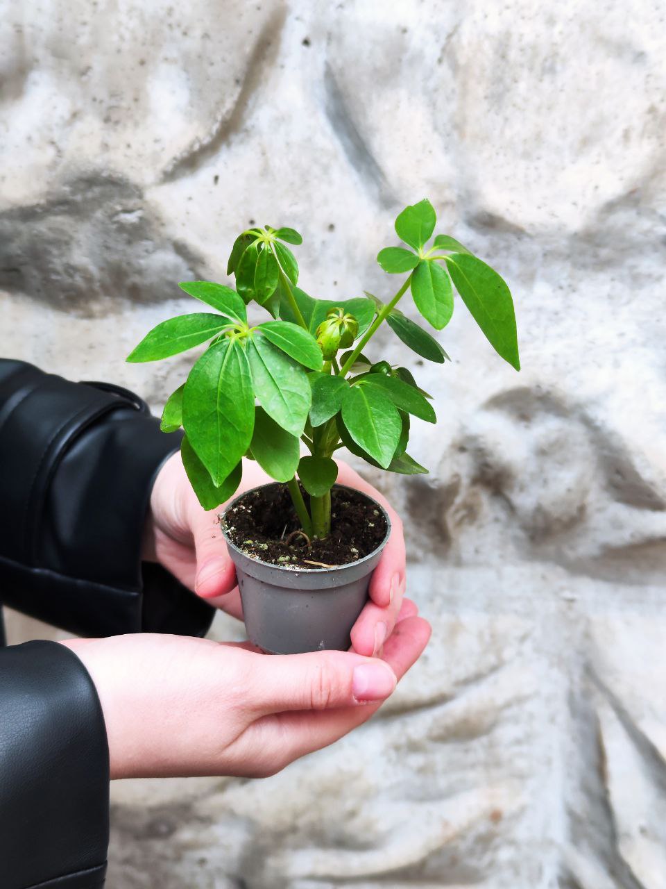 Шеффлера Древовидная Арборикола (Schefflera Arboricola) D6см