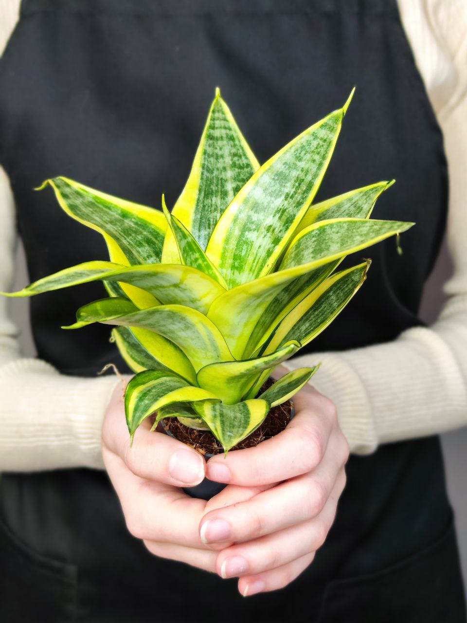 Сансевиерия Ханни Голден (Sansevieria Hahnii Golden) D6см