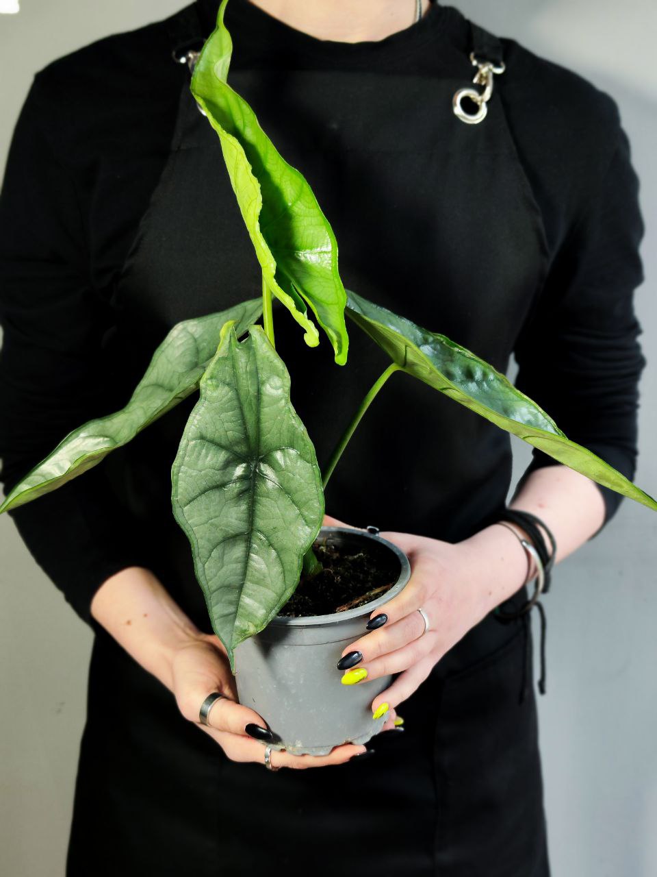 Алоказия Хетерофилла Дыхание Дракона (Alocasia Heterophylla Dragon’s Breath) D12см
