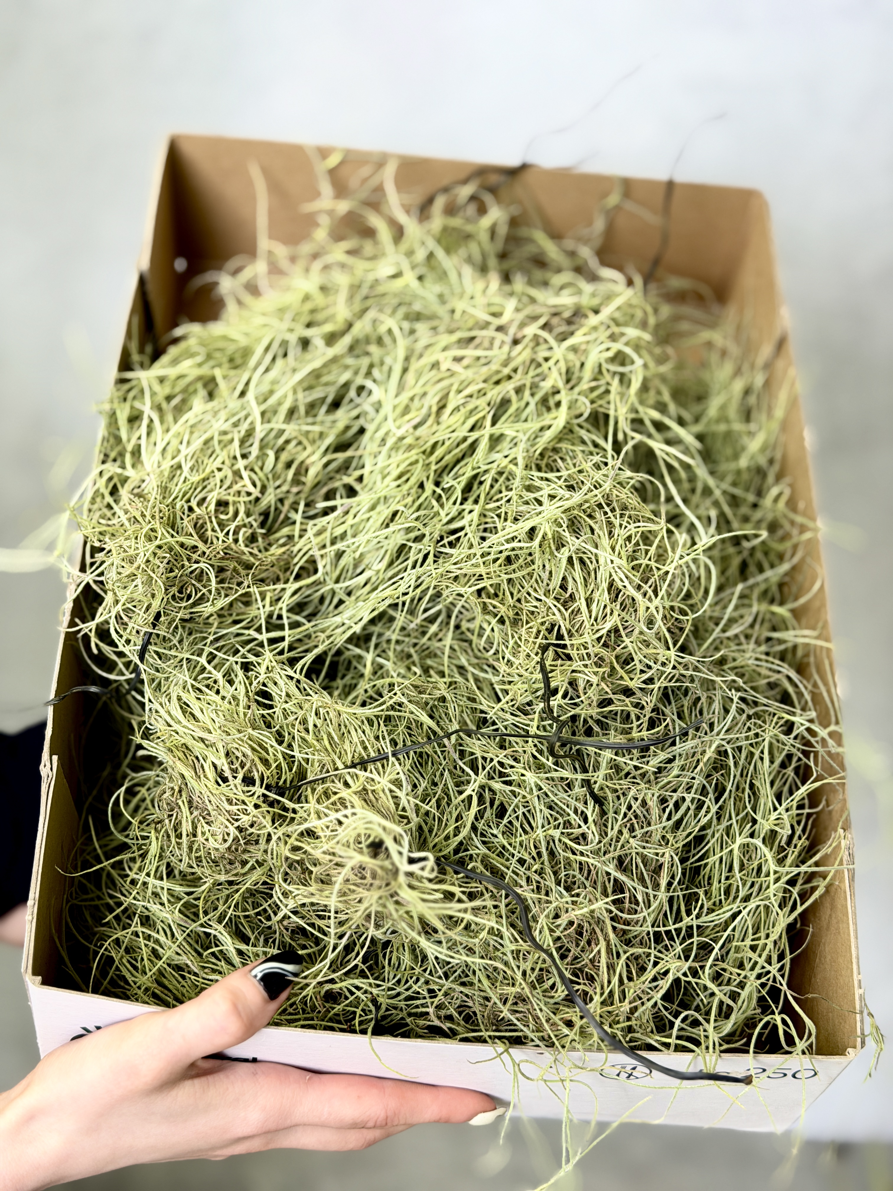 Тилландсия Уснеевидная Мини (Tillandsia Usneoides Mini)