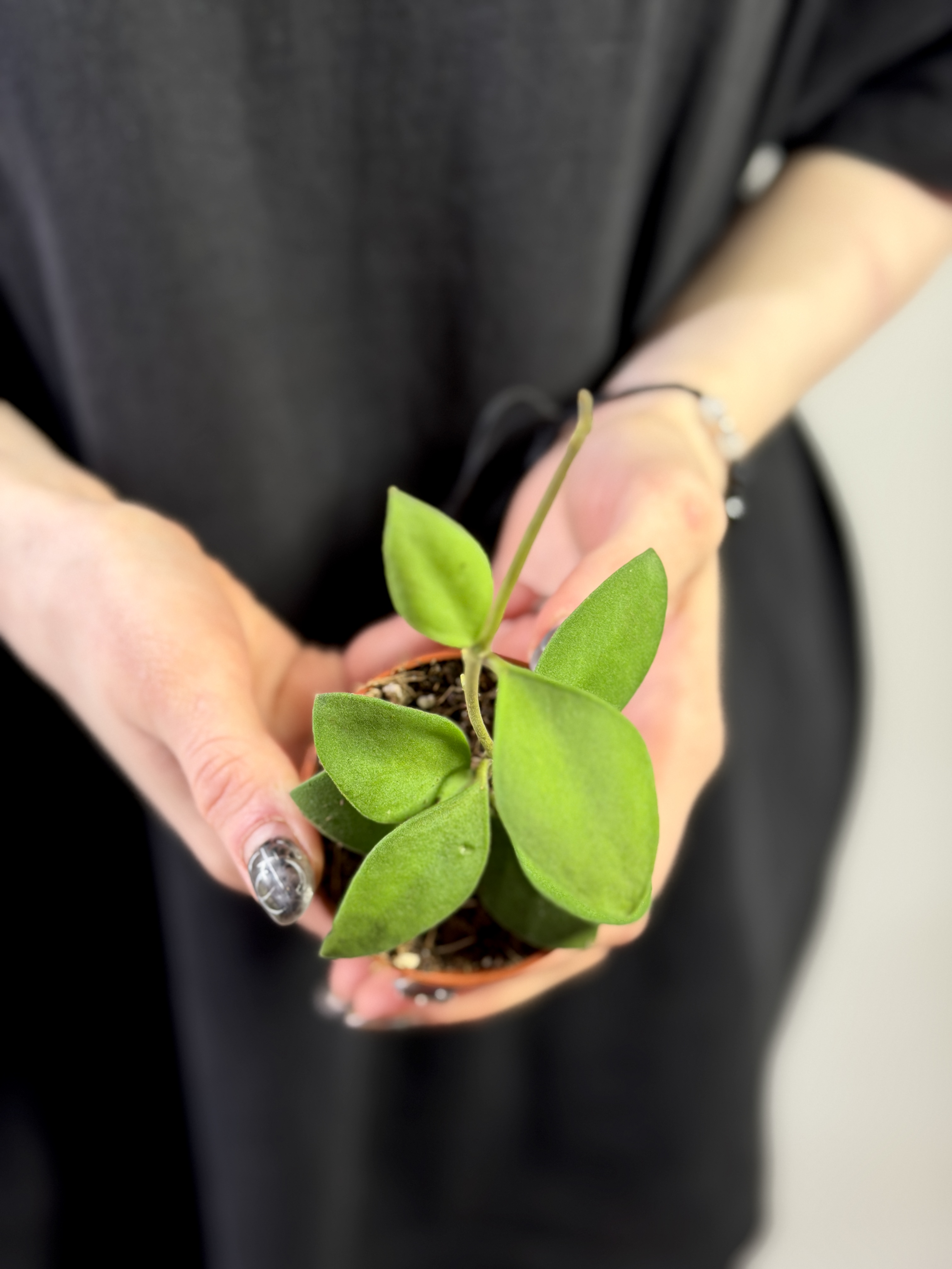 Хойя Нуммулариоидес (Hoya Nummularioides) D6см