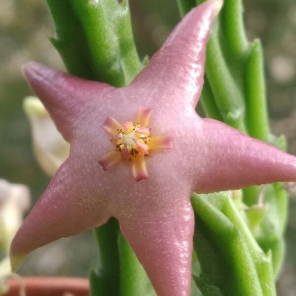 Стапелия Дивариката (Stapelia Divaricata) D6,5см