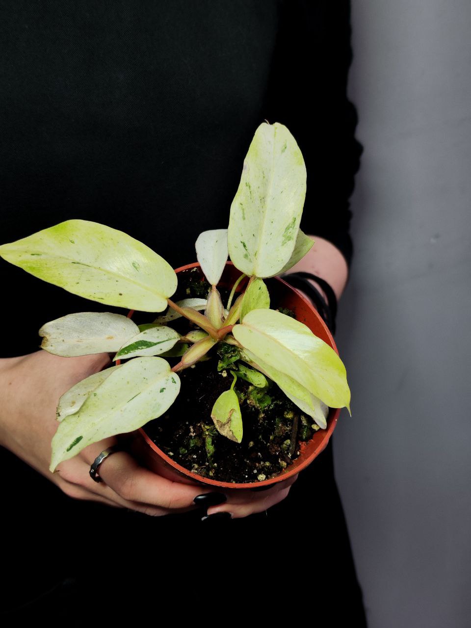 Филодендрон Сноудрифт (Philodendron Snowdrift) D6см