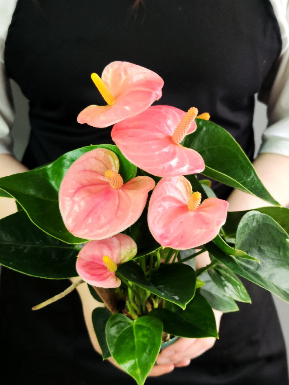 Антуриум Свит Дрим (Anthurium Sweet Dream) D9см