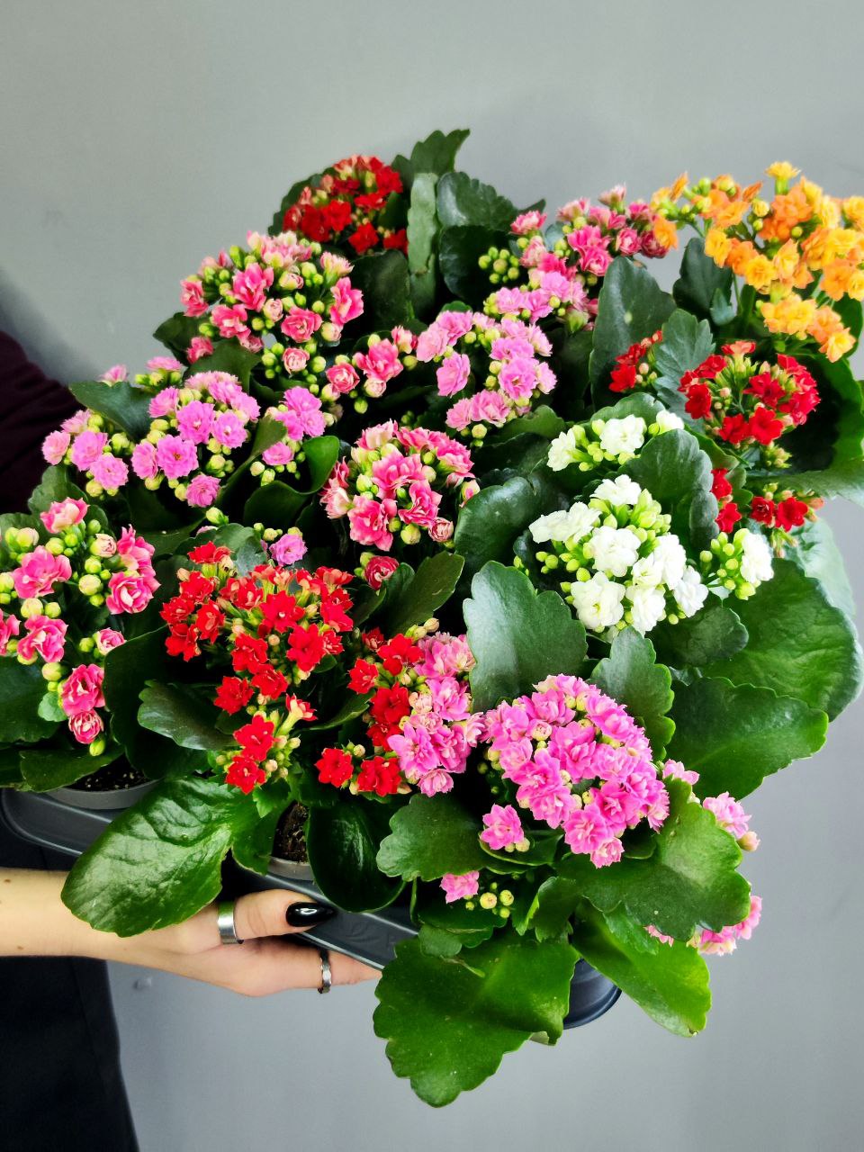 Каланхоэ Розалина Персиковая (Kalanchoe Rosalina Orange) D9см