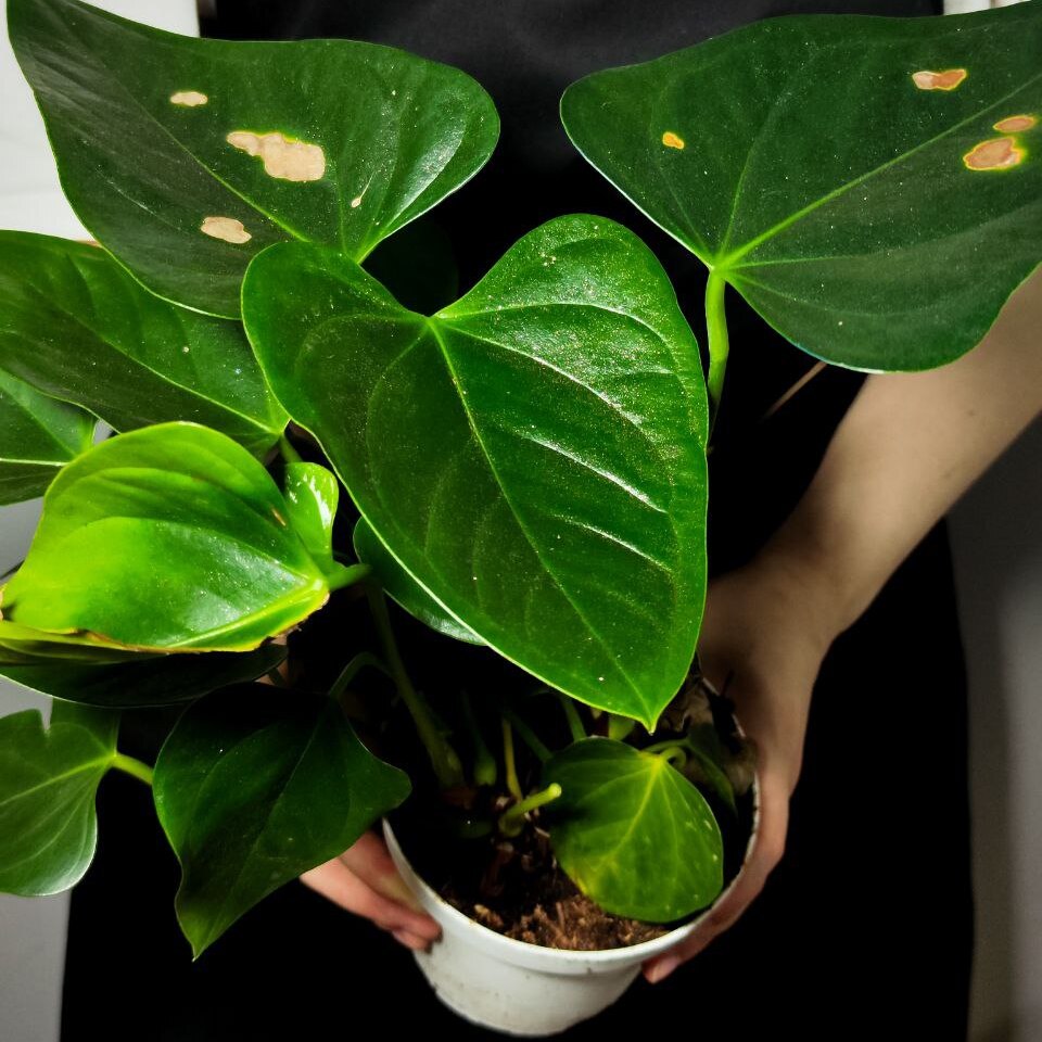 Антуриум Микс УЦЕНКА (Anthurium Mix) D12-14см