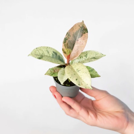 Фикус Эластика Шривериана Муншайн (Ficus Elastica Shivereana cv Moonshine) D6см
