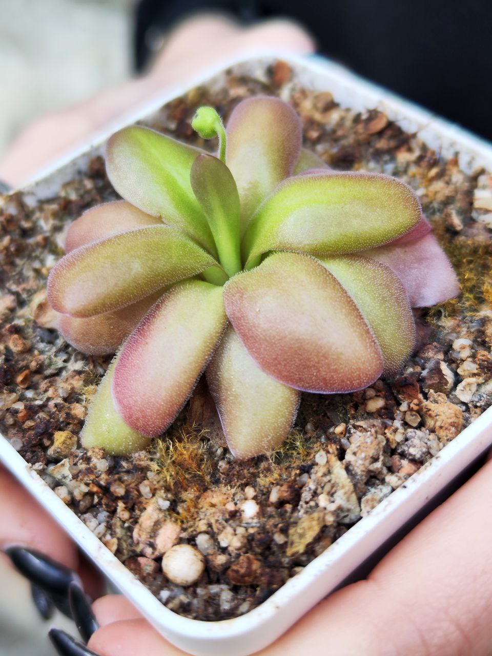 Жирянка Черри Блоссом, или Вишневая (Pinguicula Cherry Blossom) D9см