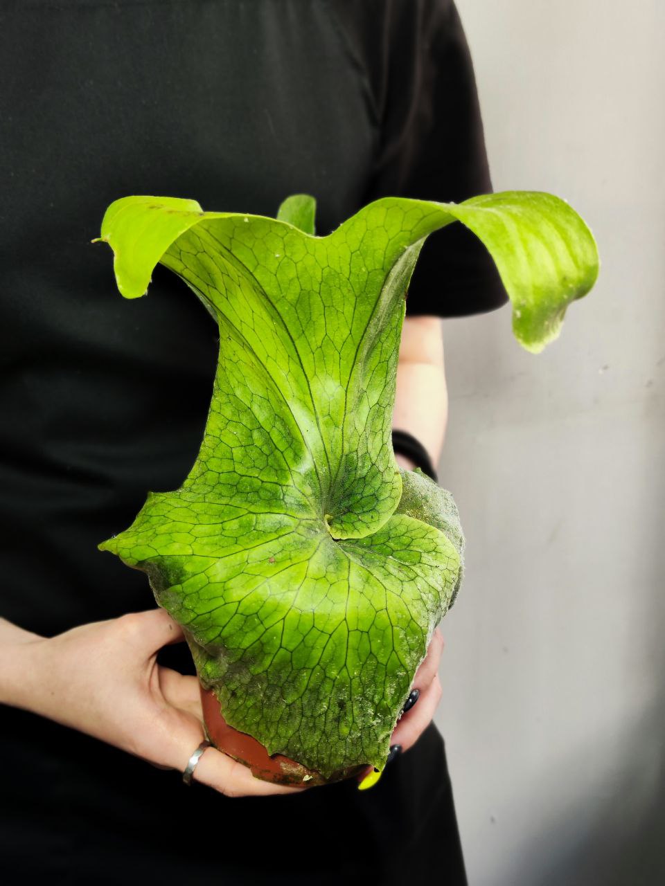 Платицериум Супербум Гиант Старгхон (Platycerium Superbum Giant Staghorn) D12см, СФОРМИРОВАННЫЙ