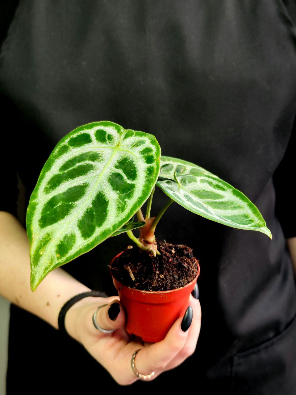 Антуриум Хрустальный, или Кристаллинум (Anthurium Crystallinum) D6см