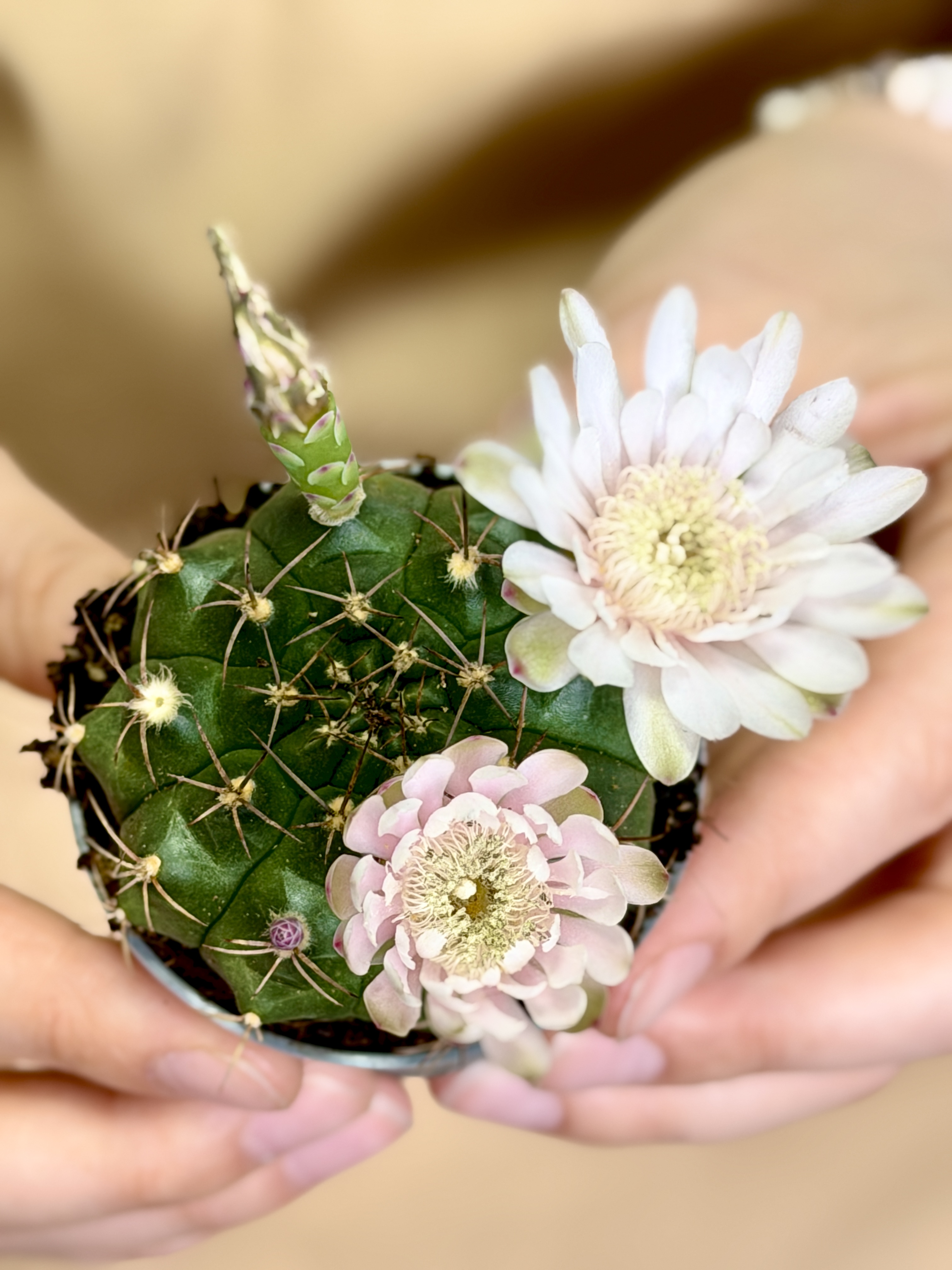 Гимнокалициум Балдианум Альбифлорум (Gymnocalycium Baldianum f. Albiflorum) D6см
