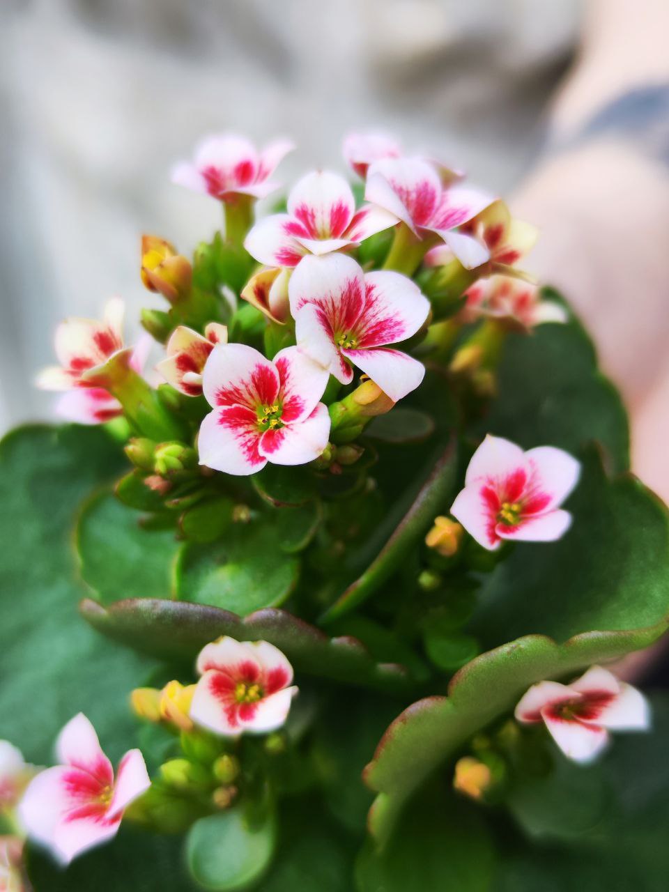 Каланхоэ Розалина Розовая Мэджик (Kalanchoe Rosalina Pink Magic) D6см