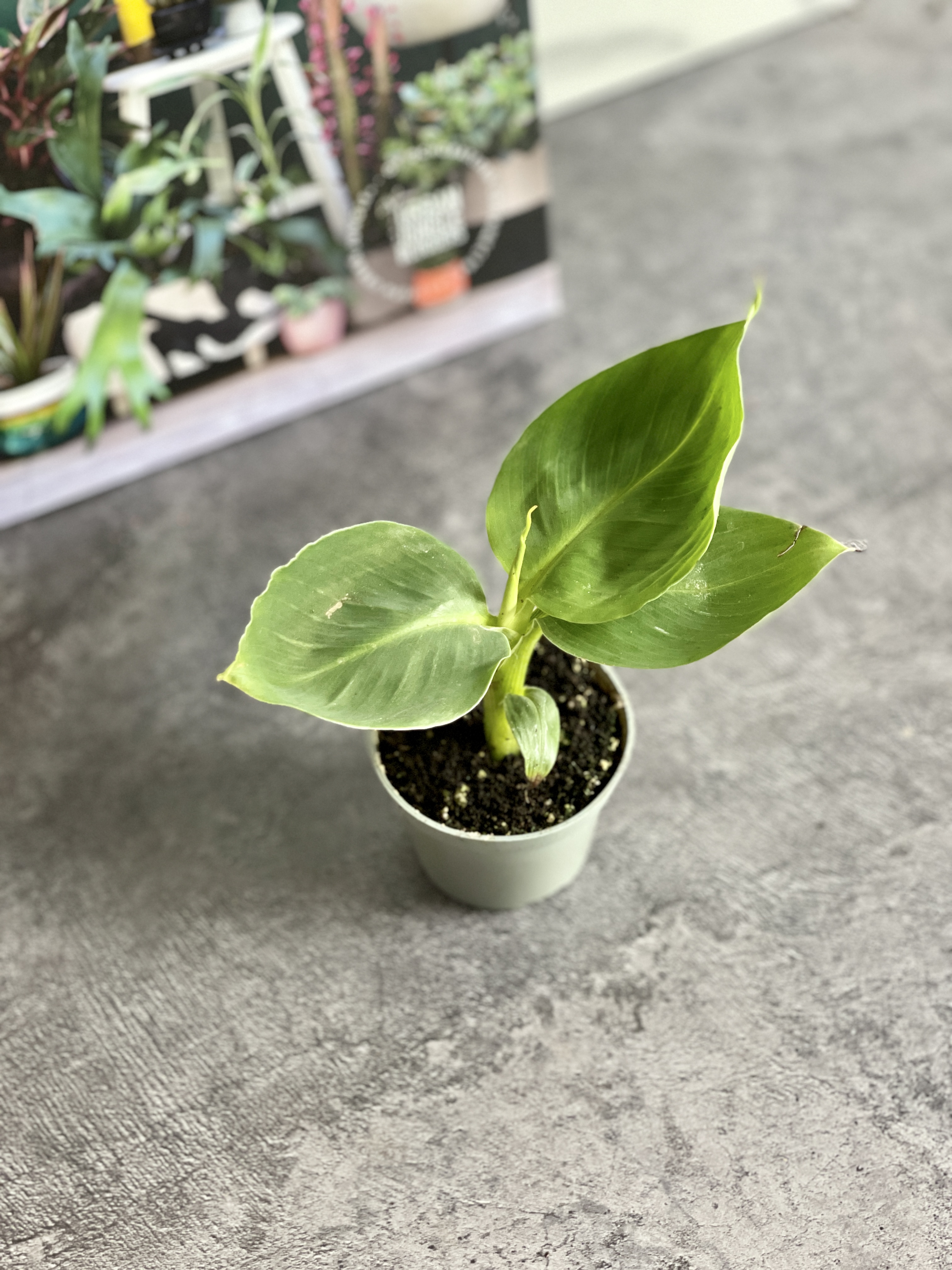 Комнатное растение Банан Муса Акумината (Musa Acuminata) D6см