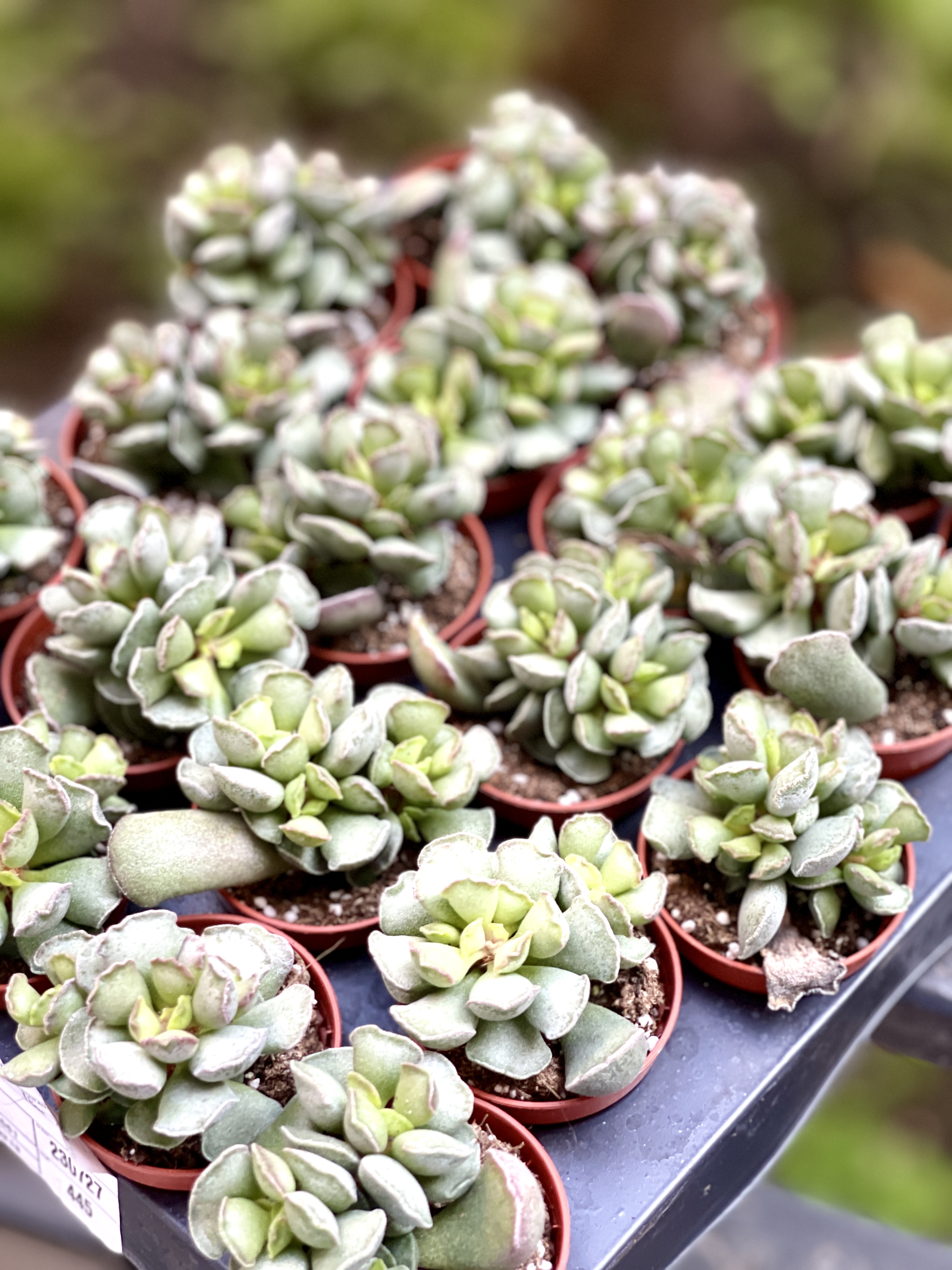 Адромискус Гребенчатый (Adromischus Cristatus) D5см