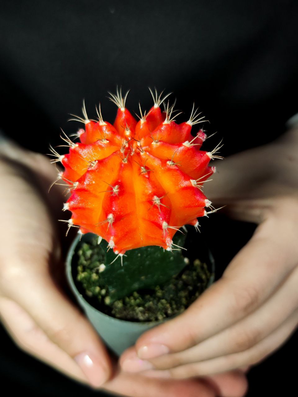 Гимнокалициум Михановича Оранжевый (Gymnocalycium Mihanovichii Orange) D5см