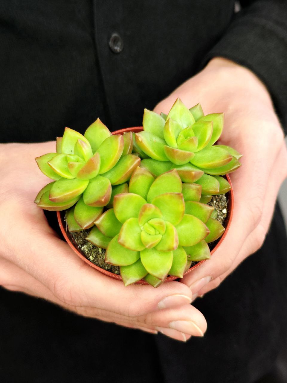 Седум Нуссбаумера (Sedum Nussbaumerianum) D8см