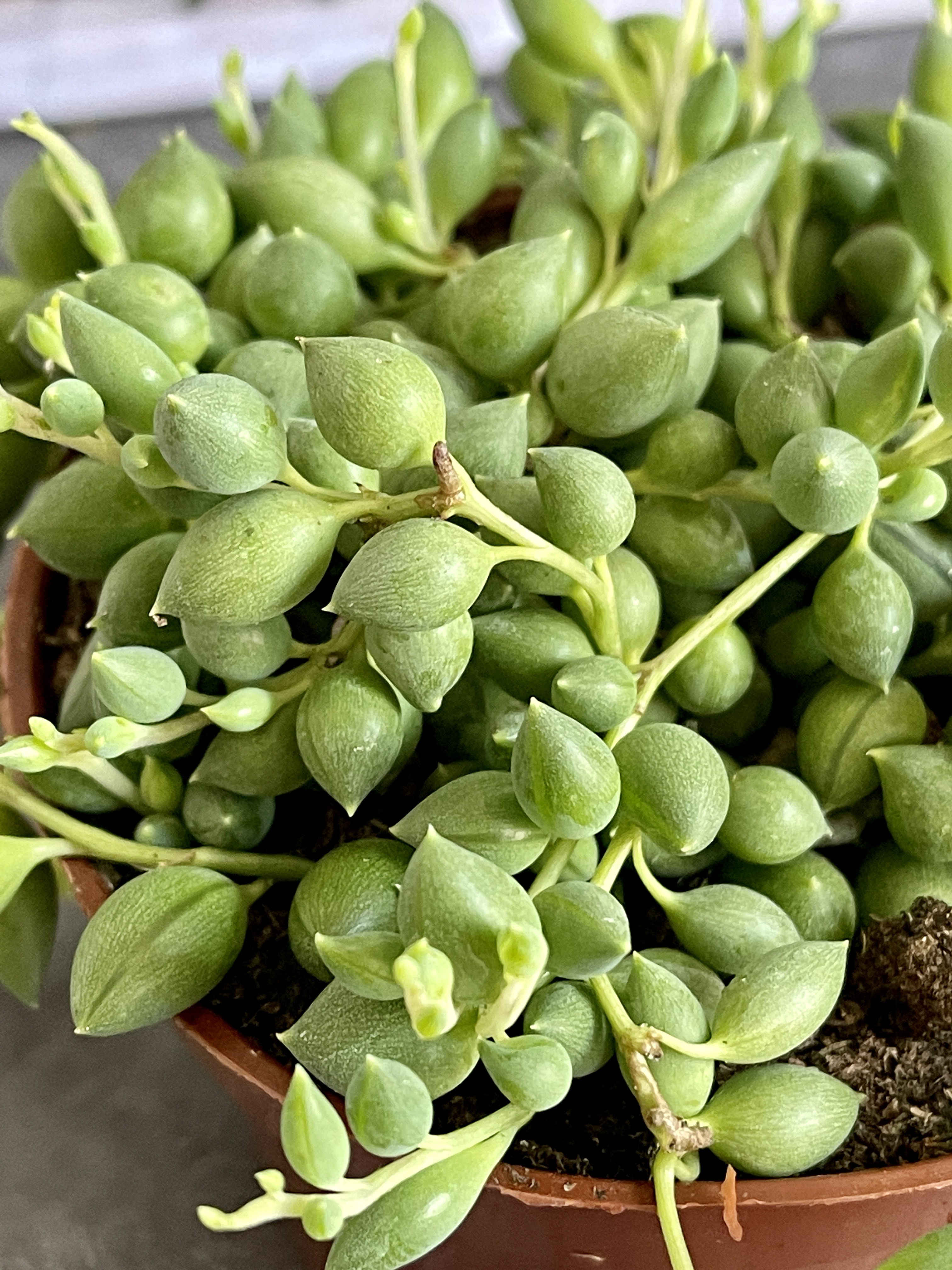 Крестовник Геррейна (Senecio Herreianus) D8,5см
