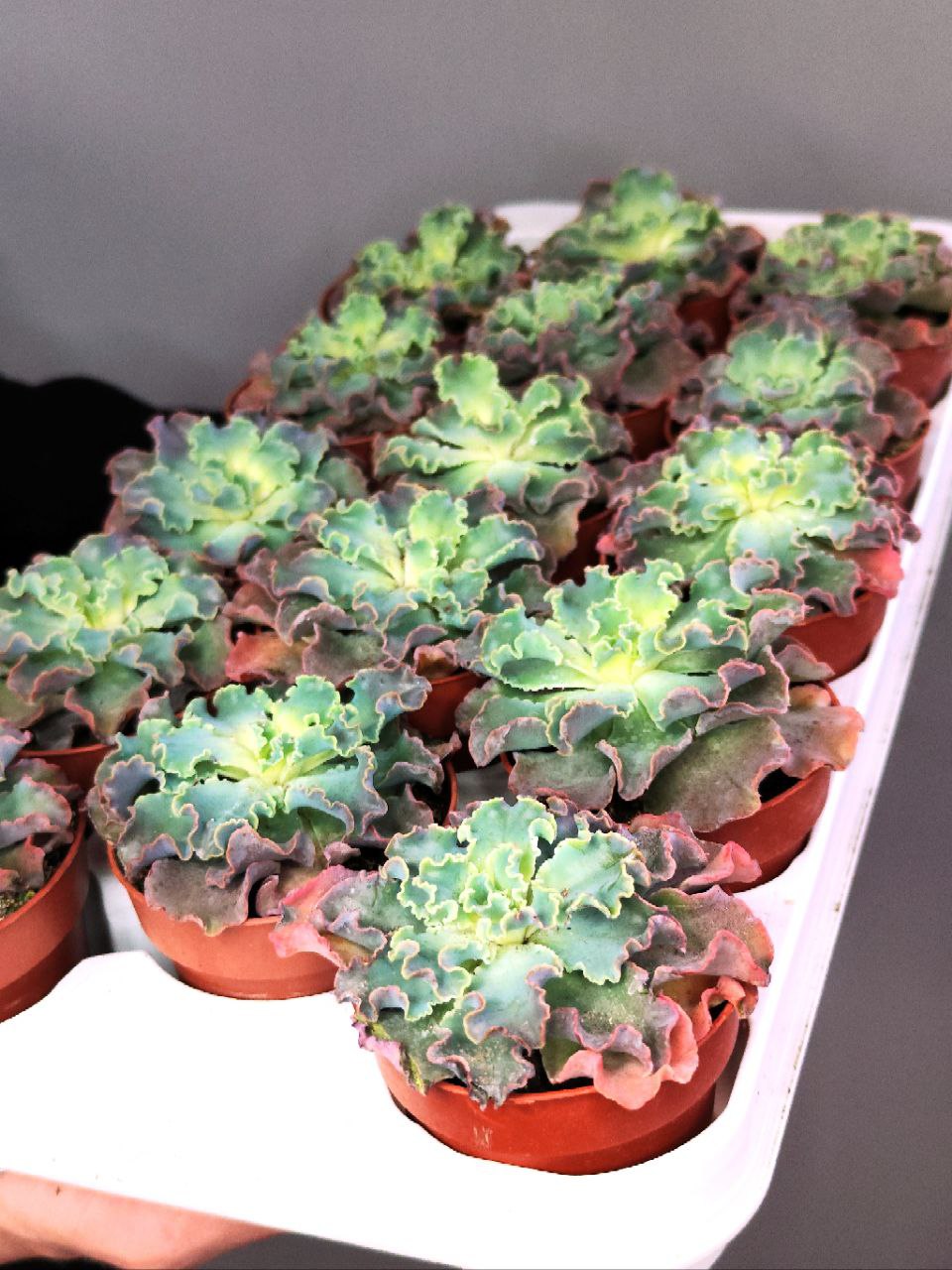 Эхеверия Шавиана Голубые Кудри (Echeveria Shaviana Blue Curls) D8,5см