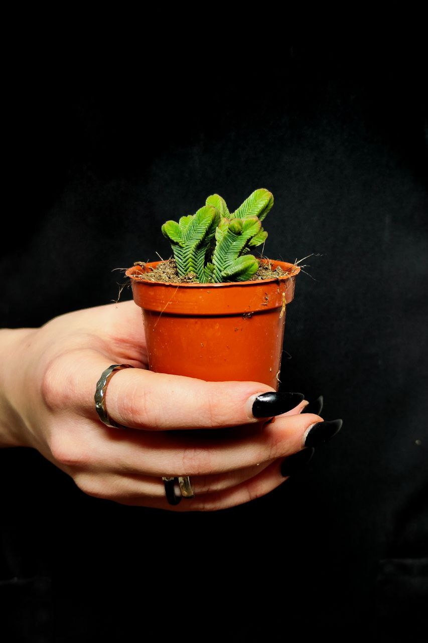 Крассула Пирамидалис (Crassula Pyramidalis) D5см