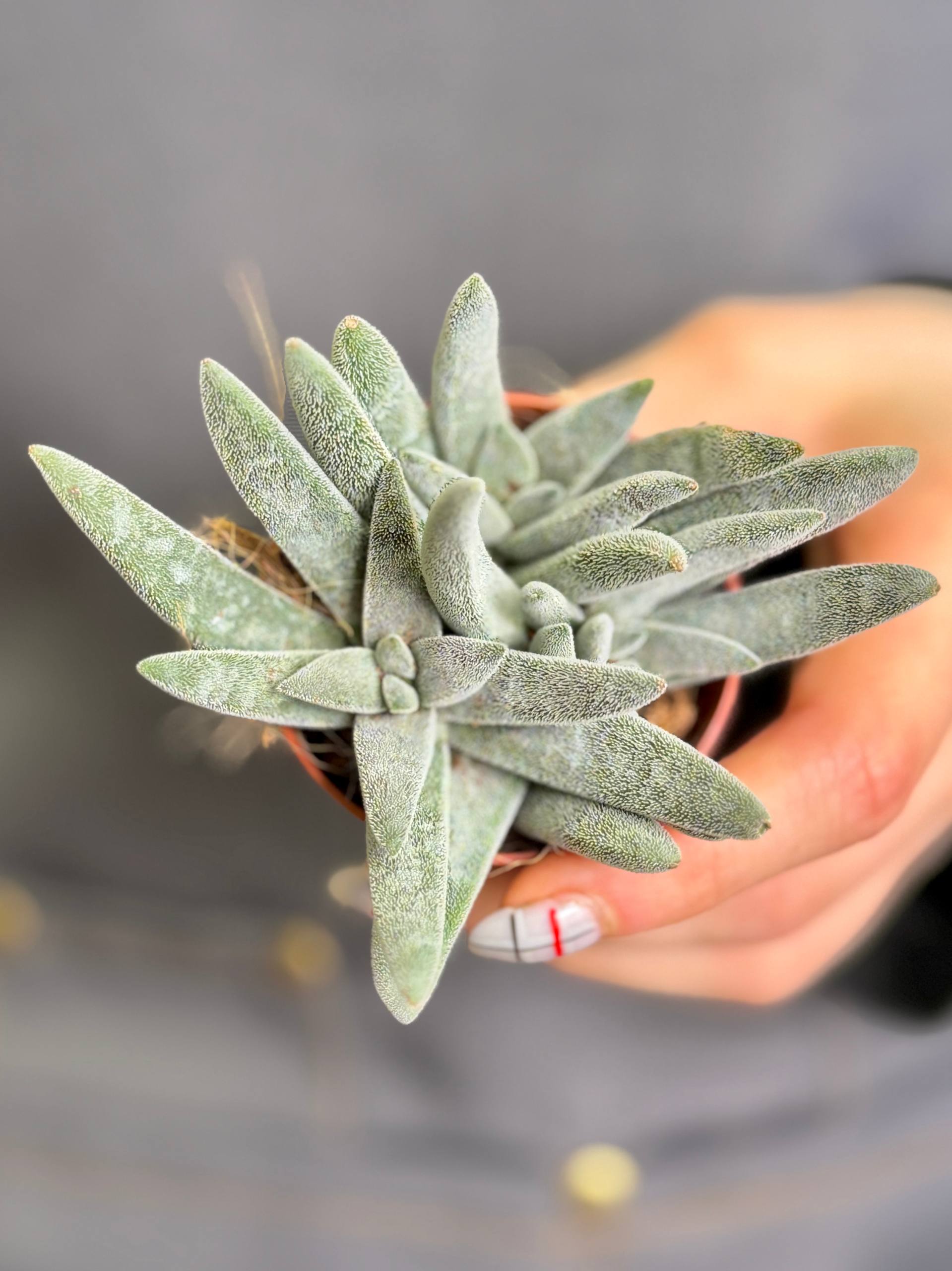 Крассула Сильвер Спарк (Crassula Silver Spark) D5см