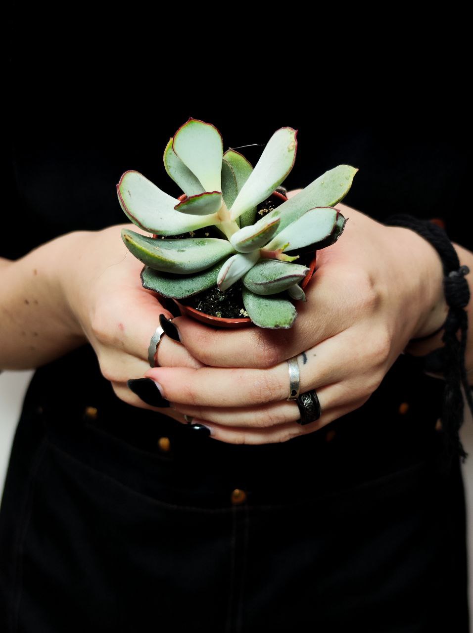 Котиледон Орбикулата Гибридный (Cotyledon Orbiculata Hybride) D5см