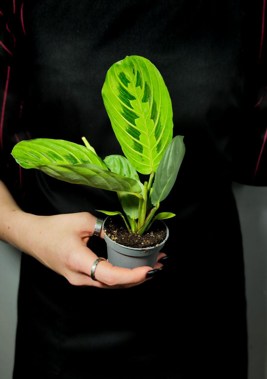 Маранта Лемон Лайм (Maranta Lemon Lime) D6см