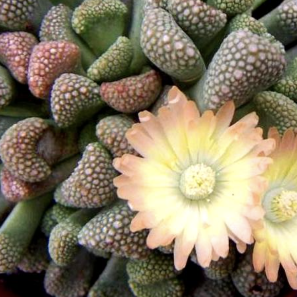 Титанопсис Примоси (Titanopsis Primosii) D5см