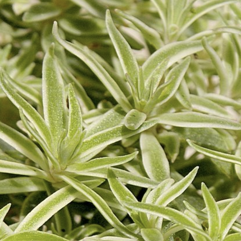Седум Линейный Вариегата (Sedum Lineare Variegata) D5см